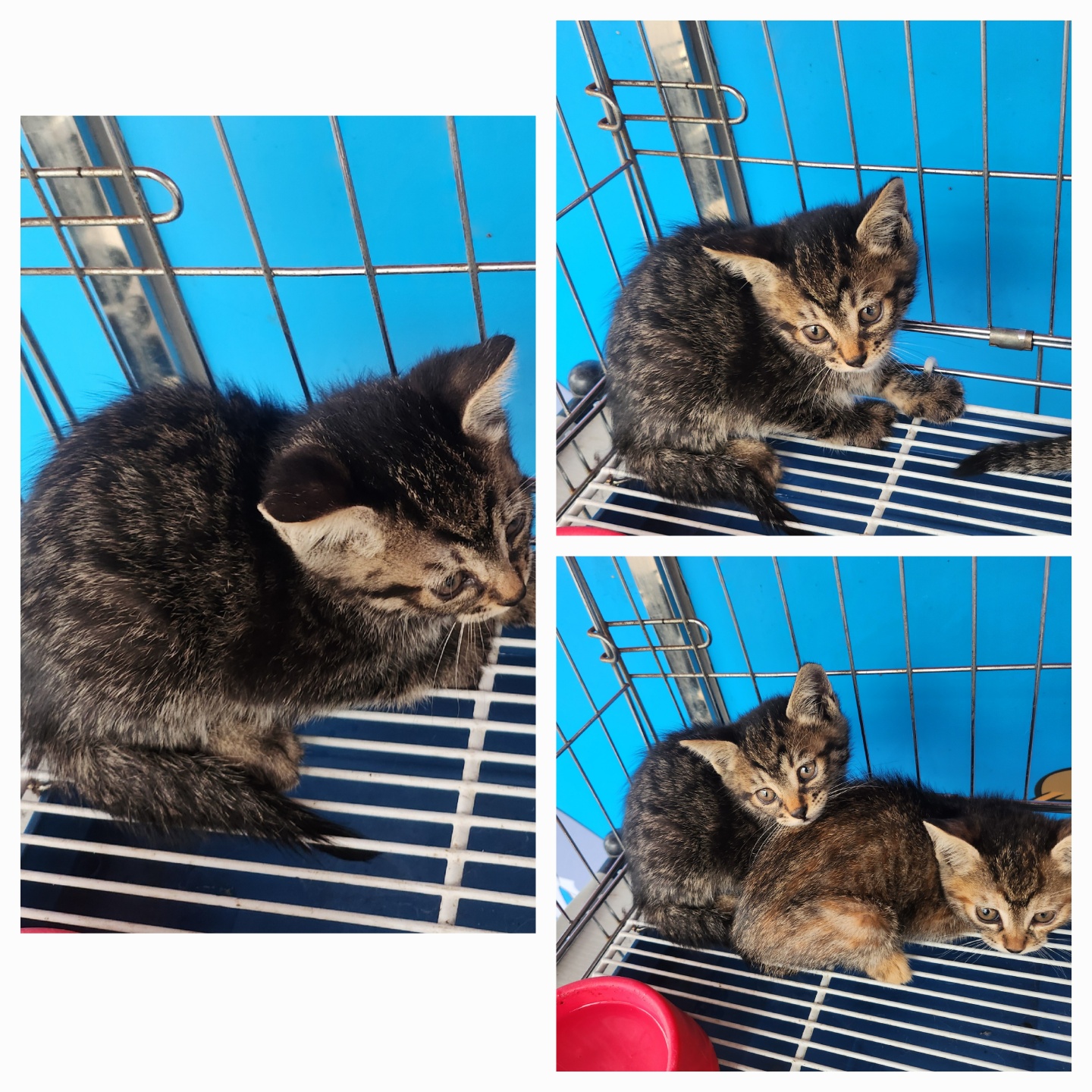 [고양이] 한국 고양이 경북-문경-2025-00202 유기동물 배경 이미지 입니다.